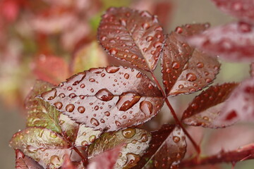 Wall Mural - Rose sprig with young red leaves with summer rain drops on the surface.