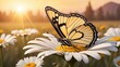 © Hashim - Close-up macro of a beautiful butterfly on a daisy flower in nature, outdoors in warm yellow tones, with a sunset backdrop. Panoramic nature banner