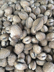 Canvas Print - close up raw Cockle in market