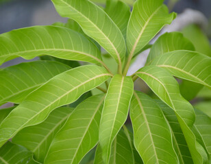 Sticker - fresh green mango leaves of the new tropical plant