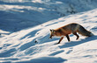 © larrui - a fox traversing a snowy landscape, highlighted by sunlight that accentuates its fur and the snow's texture