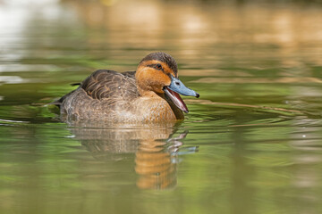 A duck swimming in a pond and its reflection in the water.