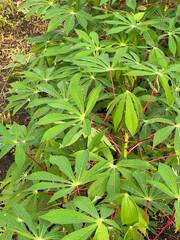 Sticker - green cassava leaves in nature garden