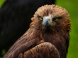 Portrait of a majestic Golden Eagle Aquila chrysalis. Majestic hawk icon, with its sharp profile and intense gaze, symbolizing vision, focus, and determination.