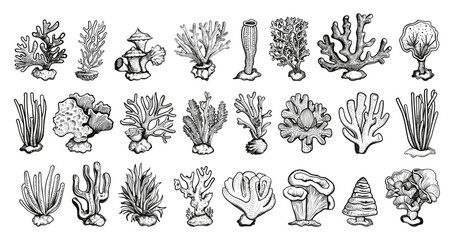 Wall Mural - Doodle style different corals icons set. Low detailed line sketch with crisp contours on a white background. Coral reef elements hand drawn simple style black icons