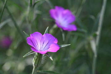 Close-up of a flower of the corn cockle