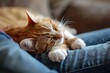 © Elena - cat sleeping on owner's lap