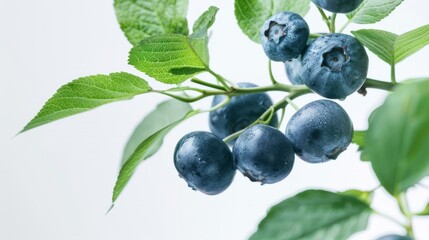 Wall Mural - Blueberry on white background generative ai