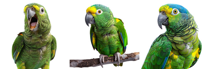 Three Green Amazon Parrot