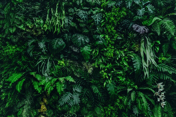 Wall Mural - lush green forest with many different types of plants