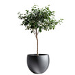 © AEIOU - Minimalist tree in sleek black pot. Modern home decor, lush greenery on transparent background, png format.