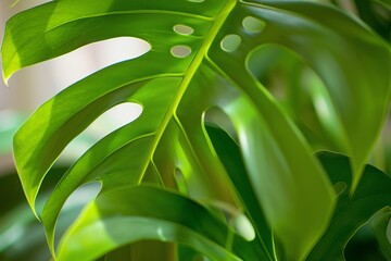 Wall Mural - Close-up of a green, leafy plant with unique holes in the leaf.