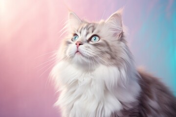 Wall Mural - Portrait of a happy siberian cat over pastel or soft colors background