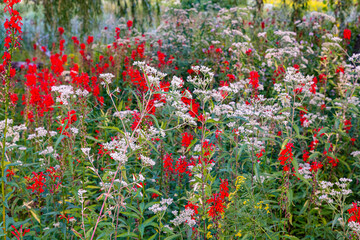 Red cardinal flowers and Queen Ann's wildflower meadow