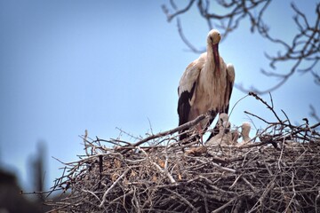 nesting