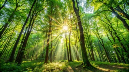 Wall Mural - Sunlight streaming through dense summer forest canopy , nature, trees, lush, green, sunlight, sunny, bright, foliage, woods, outdoors, environment, forest, summer, beautiful, scenic