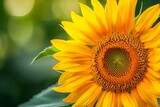 Zbliżenie na słonecznik - naturalne piękno w pełnym rozkwicie