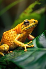 Poster - A small yellow frog perched on the tip of a large green leaf, with a natural background