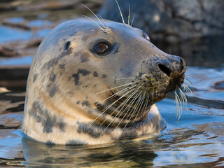 Sticker - portrait of a gray seal on a blurred background