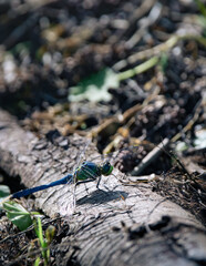 Sticker - Dragonfly perches by dead trees on ground