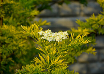 Wall Mural - Bez czarny, dziki bez czarny (Sambucus nigra), czarny bez odmiana Golden Tower, variety Golden Tower, elder, elderberry, black elder, European elder, European elderberry, European black elderberry