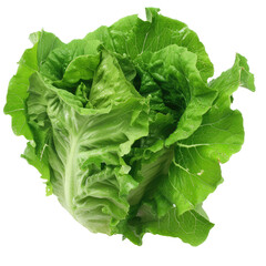 Wall Mural - Green lettuce. Isolated on a transparent background.