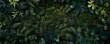 © panumas - Forest Floor Foliage, Overhead View of Moss, Ferns, and Leaves in Dark Green, Photo Realistic Image