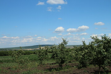 Wall Mural - A field of trees and a blue sky with clouds