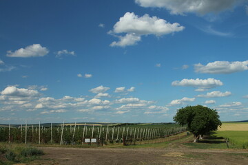 Wall Mural - A fenced in field with a tree in the middle