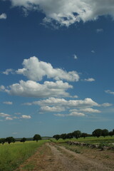 Wall Mural - A dirt road with blue sky and clouds