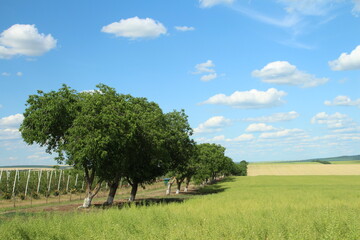 Wall Mural - A group of trees in a field