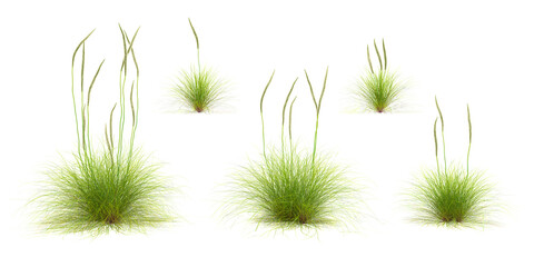 3d rendering of deer grass on transparent background, 3d rendering