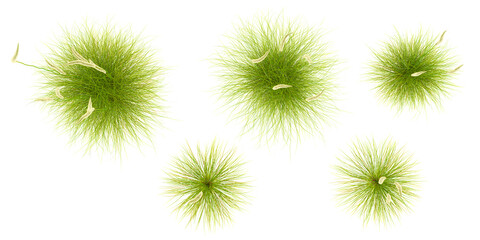 Wall Mural - 3d rendering of deer grass on transparent background, 3D rendering from the top view