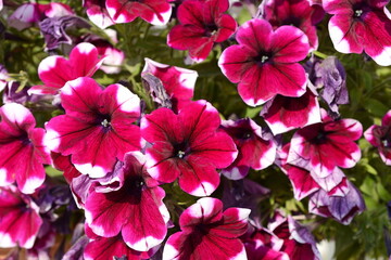 Wall Mural - A petunia plant with flowers. Petunia, Petunias in the tray,Petunia in the pot, multicolor petunia