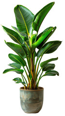 A photo of a potted Bird of Paradise plant with lush green leaves and a tall stem.