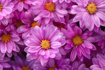 Wall Mural - Field of purple flowers with yellow centers