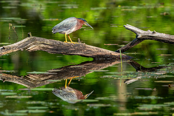 Wall Mural - green heron on branch with reflection
