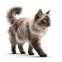 Wall Mural - A ragdoll cat turns its head and walks, side view, transparent background