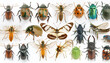 © Khaled - collection of insects