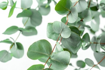 Eucalyptus Plant: Green Botanical Background with Closeup of Tree Branch