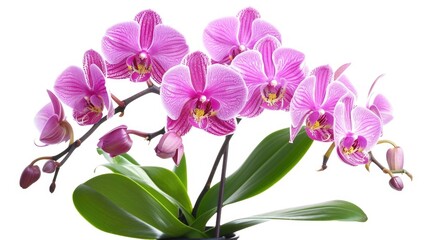 Orchids Isolated. Pink Flowers on Branch in White Pot on White Background