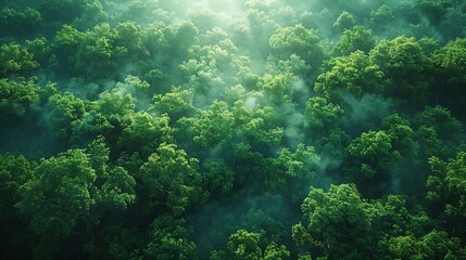 Aerial view of dense green forest with morning mist adding a touch of mystery