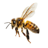 a stunning bee is flying, isolated on transparent background, macro, incredible pollinator. PNG Format