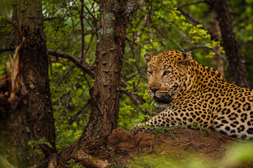 wild leopard sitting in nature