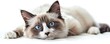 © WACHI - A beautiful Ragdoll cat with striking blue eyes lying down on a white background, showcasing its fluffy fur and relaxed demeanor.