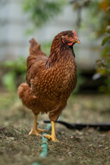 Wall Mural - A young brown hen outside in the paddock.