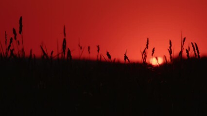 Wall Mural - Timelapse of big sun on red sunset sky setting over grassland.