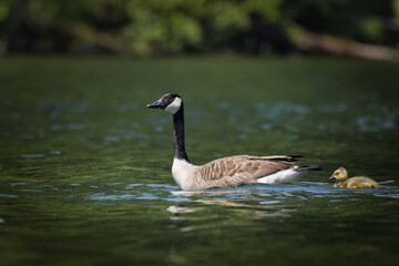 Wall Mural - Canada Goose. Branta canadensis, 