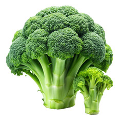 Wall Mural - closeup photo of broccoli on a transparent background - Generative AI
