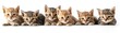 © WACHI - Adorable group of six tabby kittens lying in a row with curious expressions on a white background, perfect for cute and playful imagery.